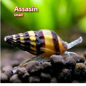 Assasin snail